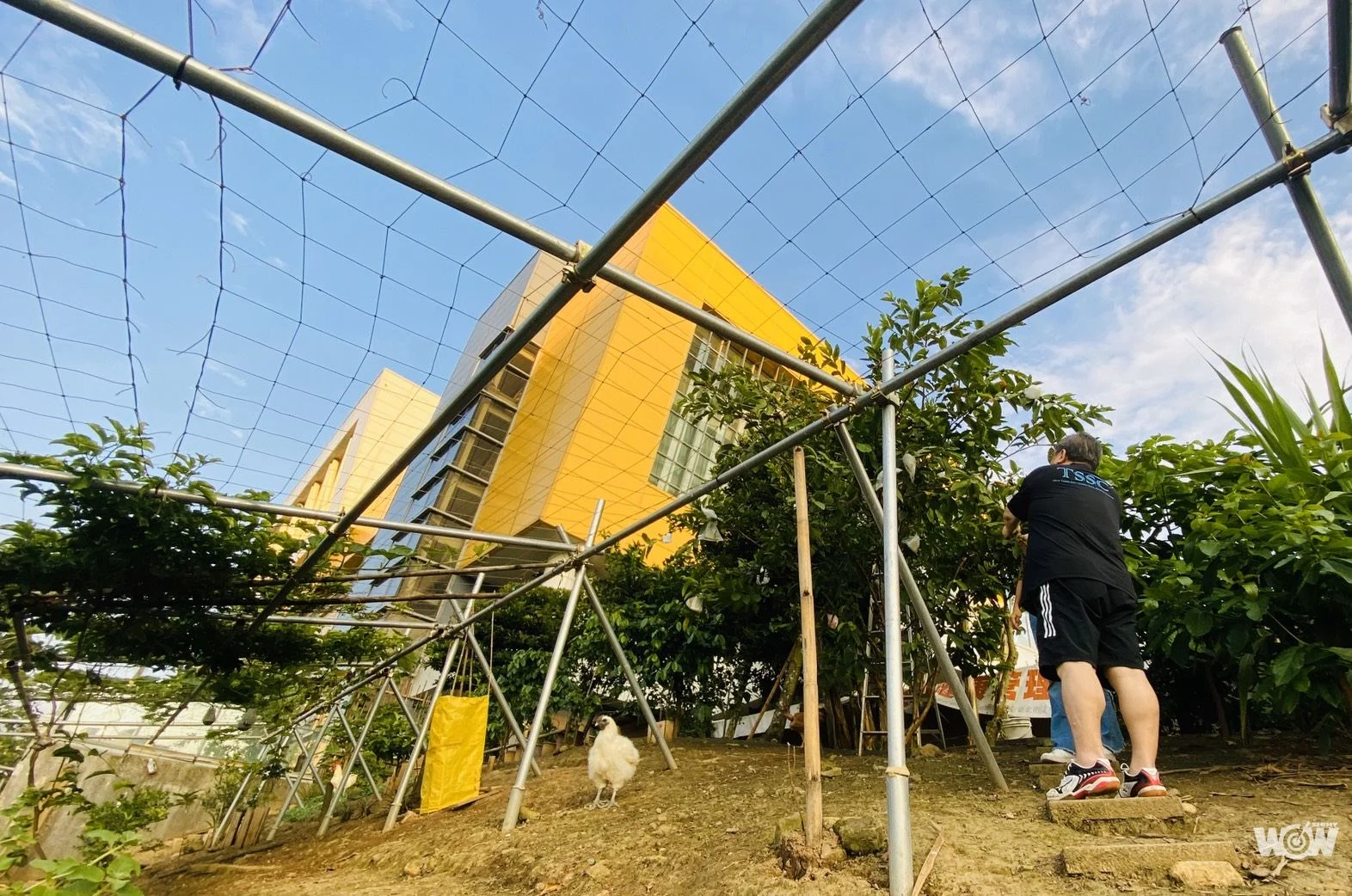 《體壇》淡水運動中心「奇雞」夏令營 開心農場體驗